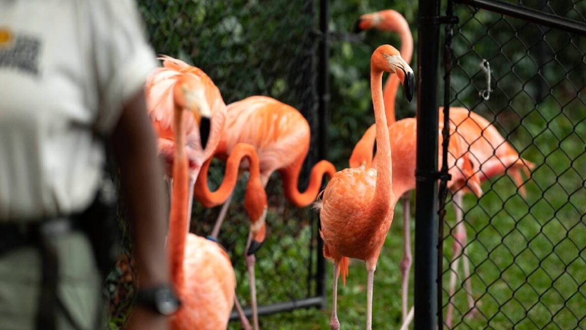 30 de flamingo au fost înghesuiți într-o baie din cauza uraganului Isaias, în Florida