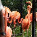 30 de flamingo au fost înghesuiți într-o baie din cauza uraganului Isaias, în Florida