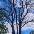 Frasinul contelui Rhédey, de 245 de ani, a fost tăiat chiar după ce Primăria Oradea l-a declarat monument al orașului